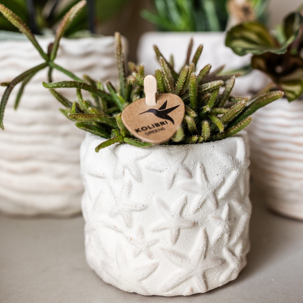 Pflanzenset – Weiße Phalaenopsis Orchidee Lausanne & Sukkulente – Keramik-Ziertöpfe auf weißem Tablett – Zimmerpflanze – Ø9 cm