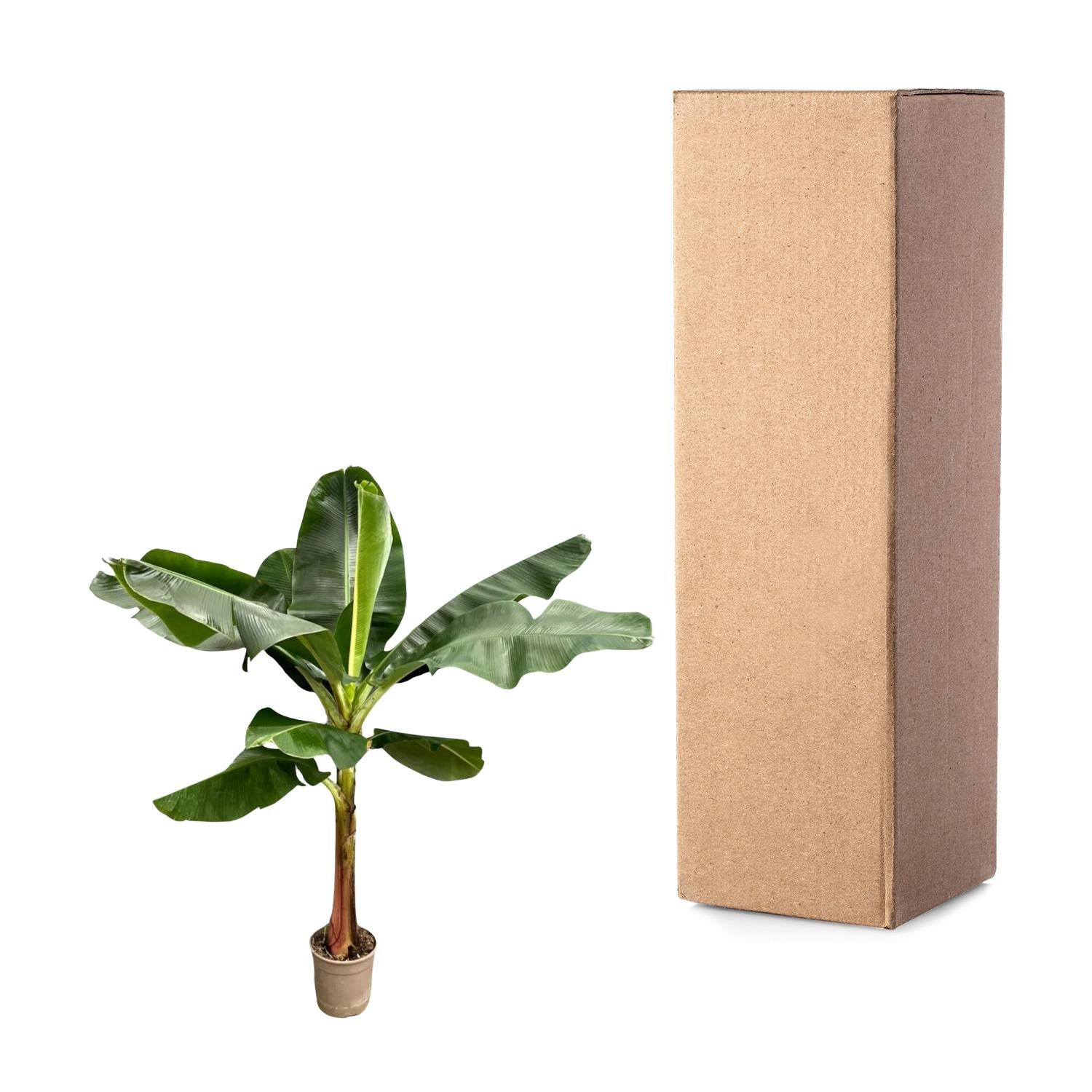 Bananenpflanze – Musa – Zimmerpflanze – 190cm hoch – Ø30cm – Tropische XXL-Pflanze mit großen Blättern – Für Wohnzimmer, Wintergarten & Büro – Pflegeleichte Grünpflanze