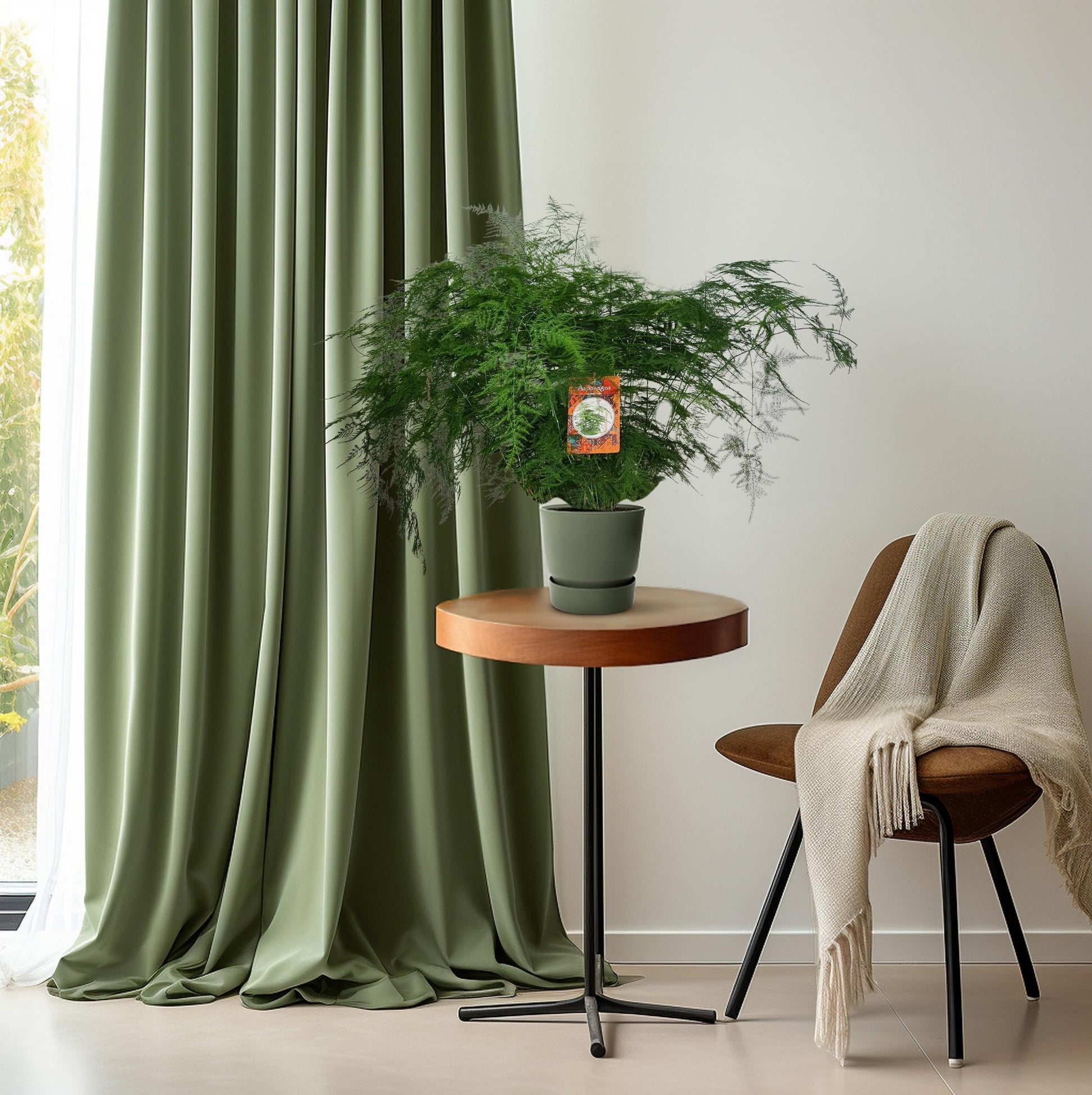 Spargelfarn – Asparagus Setaceus – Zimmerpflanze – Ø27cm – ↕70cm – Pflegeleicht & dekorativ – Luftreinigend