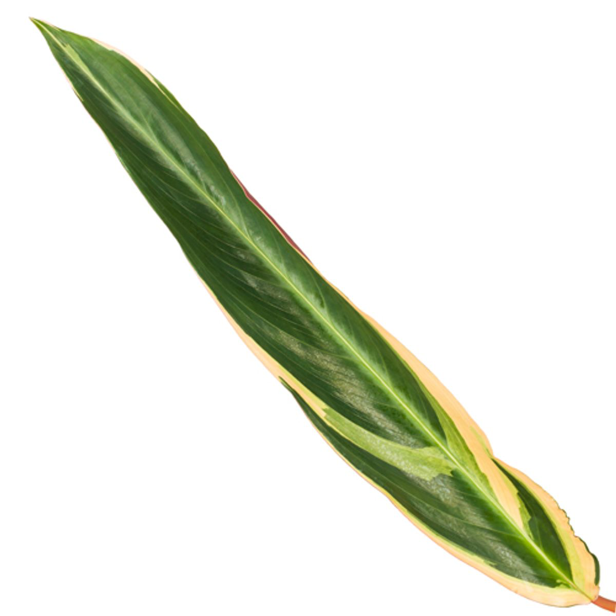 Korbmarante - Calathea Triostar - Zimmerpflanze - 70 cm - Ø19cm