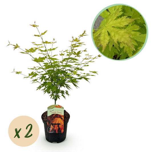 Japanischer Ahorn – Acer palmatum 'Orange Dream' – 2 Pflanzen – ca. 70 cm hoch – Topf Ø19 cm – orangefarbenes, fein gefiedertes Laub – Balkon- & Gartenpflanze