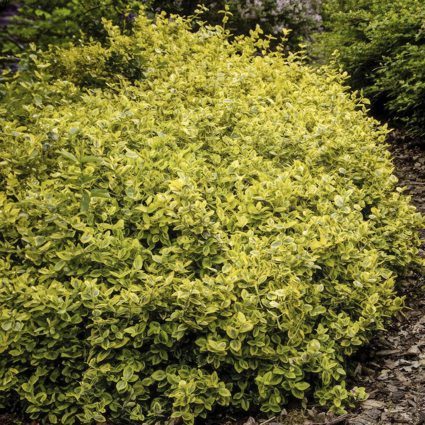 Euonymus fortunei 'Emerald 'n Gold' – Immergrüner Strauch mit gelb-grünem Laub – 24 Pflanzen – ↕10–25cm – Ø9cm – Kompakt & pflegeleicht – Für Hecken, Beete & Solitärpflanze