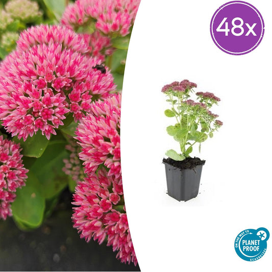 Sedum 'Herbstfreude' – 48 Pflanzen – Winterhart & trockenheitstolerant – Rosa Herbstblüten – Bienenfreundlicher Bodendecker – Beete & Steingärten