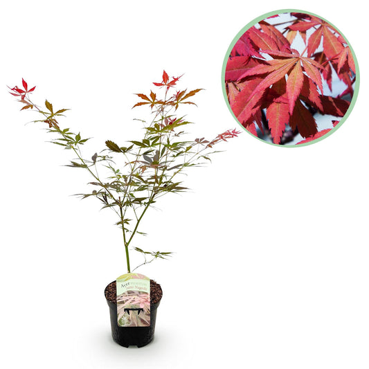 Japanischer Ahorn Acer palmatum 'Sumi-nagashi' – Roter Zierahorn – Balkon- & Terrassenpflanze – Ø19 cm Topf – Ca. 70 cm hoch – Eleganter Fächerahorn mit glänzend dunkelrotem Laub