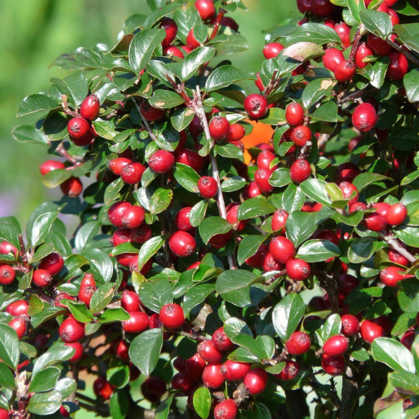 Cotoneaster dammeri 'Major' – Robuster, flächendeckender Bodendecker – 48 Pflanzen – ↕25cm – Ø9cm – Weiße Blüten & rote Beeren – Winterhart & pflegeleicht