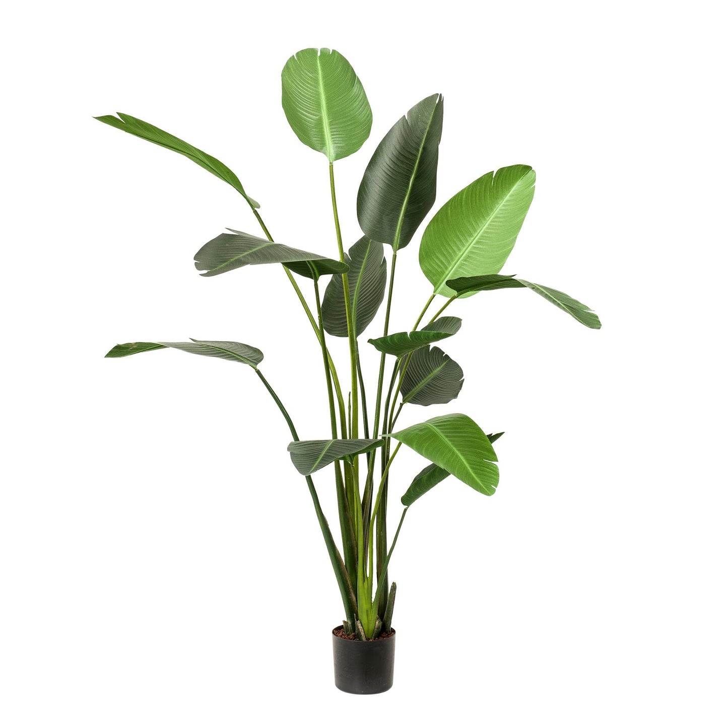 Kunstpflanze - Strelitzia Nicolai - Paradiesvogelblume - Zimmerpflanze - 230cm