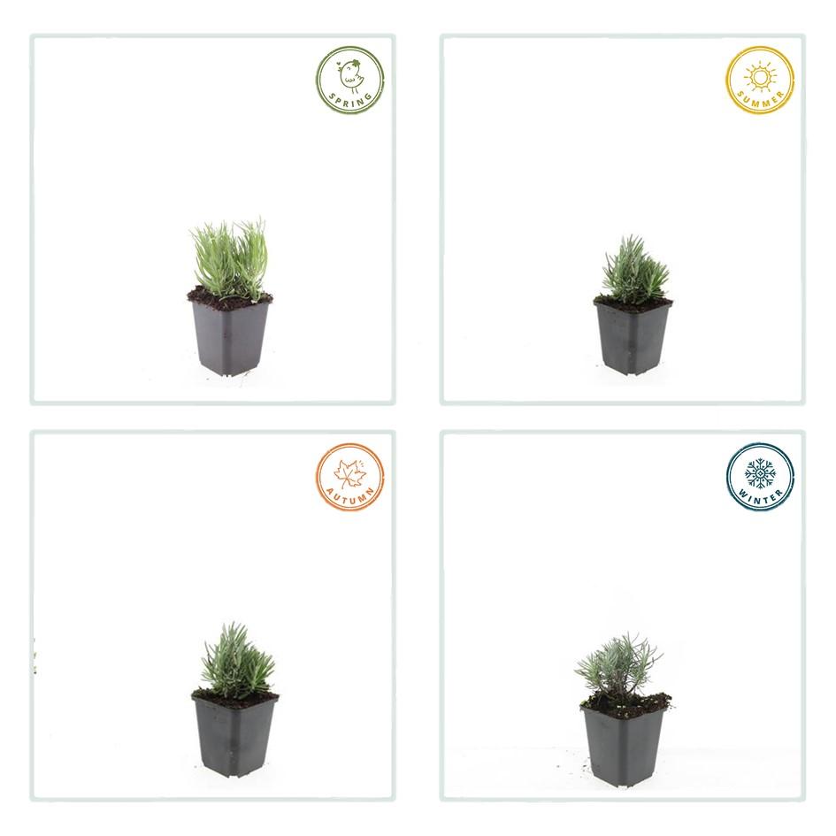 Lavendel Lavandula angustifolia 'Dwarf Blue' – ↕10-25cm – Ø9cm – 6 Pflanzen – Zwerglavendel, Duftend, Silbergrünes Laub, Bienenfreundlich, Winterhart