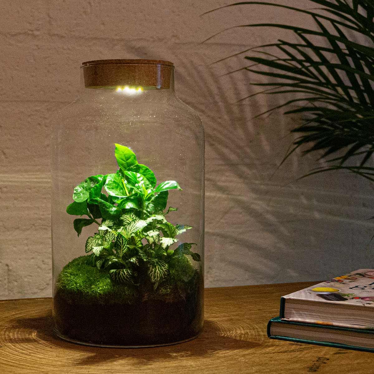 Flaschengarten - DIY Bausatz - Terrarium - Milky Coffea mit LED - ↕31cm