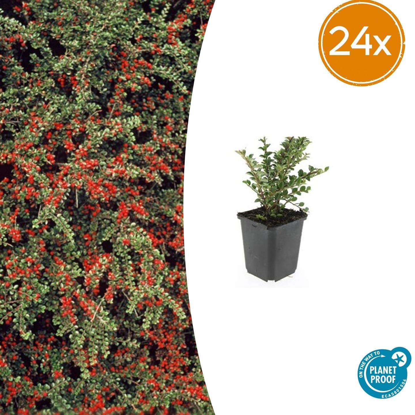 Cotoneaster horizontalis – 24 Pflanzen – ↕10-25 cm – Ø9 cm – Winterharter Zierstrauch – Rote Beeren – Pflegeleicht & Vogelfreundlich