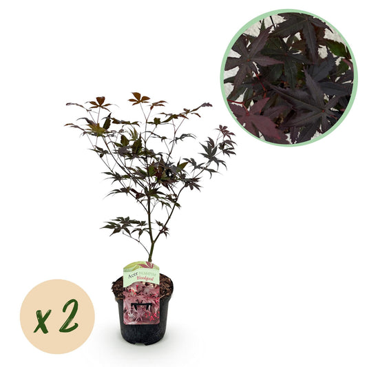 Japanischer Ahorn Acer palmatum Bloodgood – Rot – 2 Pflanzen – Laubabwerfender Zierbaum – 19 cm – Ca. 70 cm hoch – Für Balkon, Terrasse & Beet – Pflegeleicht & elegant