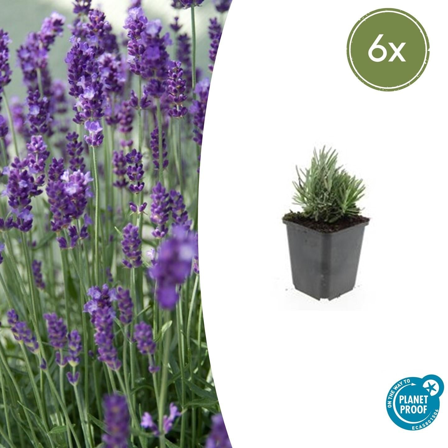 Lavendel Lavandula angustifolia 'Dwarf Blue' – ↕10-25cm – Ø9cm – 6 Pflanzen – Zwerglavendel, Duftend, Silbergrünes Laub, Bienenfreundlich, Winterhart