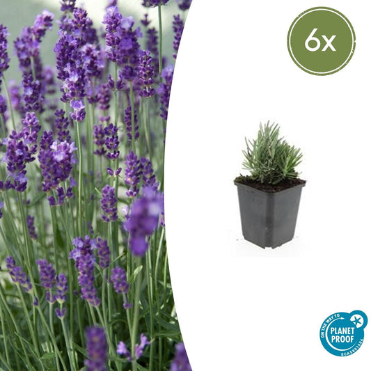 Lavendel Lavandula angustifolia 'Dwarf Blue' – ↕10-25cm – Ø9cm – 6 Pflanzen – Zwerglavendel, Duftend, Silbergrünes Laub, Bienenfreundlich, Winterhart