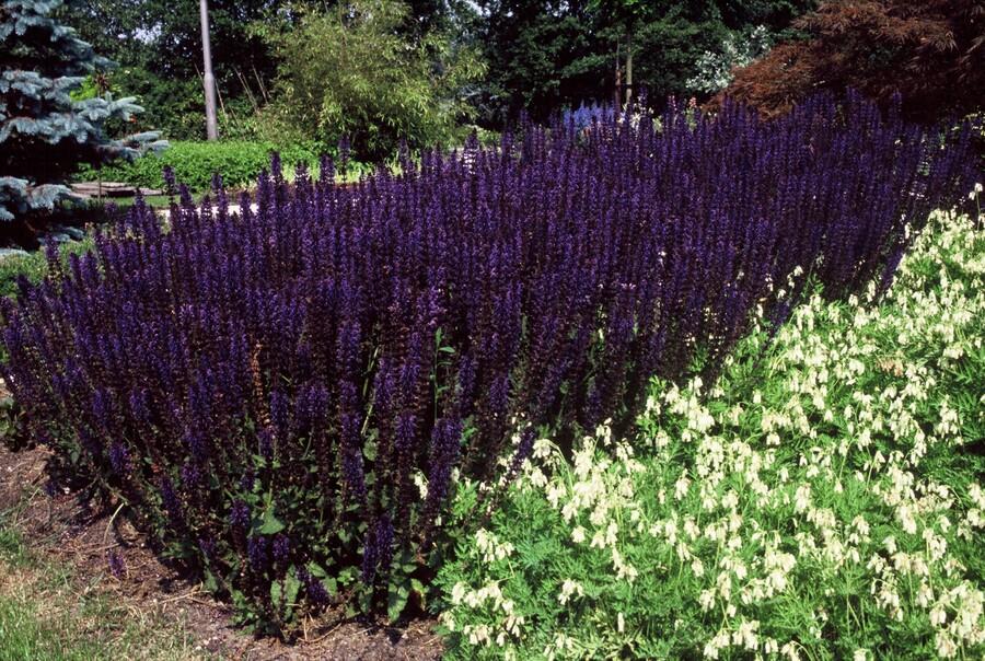 Blüten-Salbei Salvia nem. 'Mainacht' – ↕10-25cm – Ø9cm – 6 Pflanzen – Bienenfreundlich – Blau blühend – Sonniger Standort – Pflegeleicht