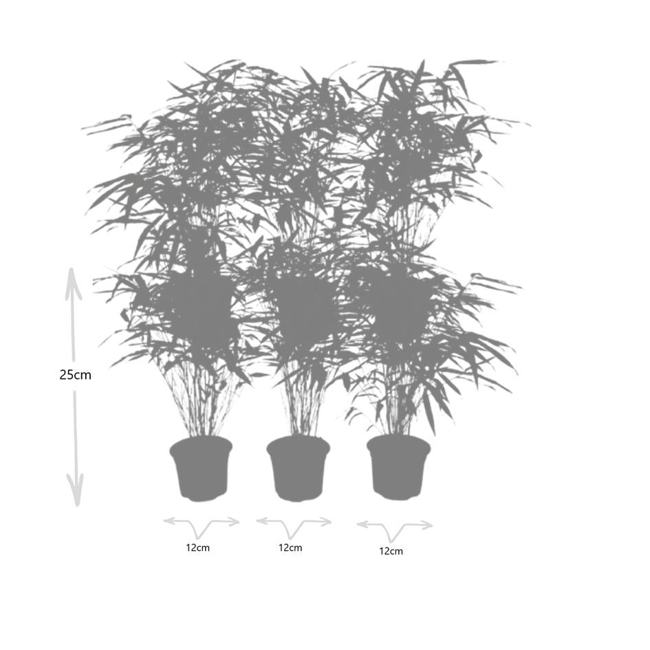 Fargesia Rufa – Nicht-Ausbreitender Bambus – Ø7cm – ↕15cm – 6 Pflanzen – Winterhart & Pflegeleicht – Für Hecken, Garten & Terrasse