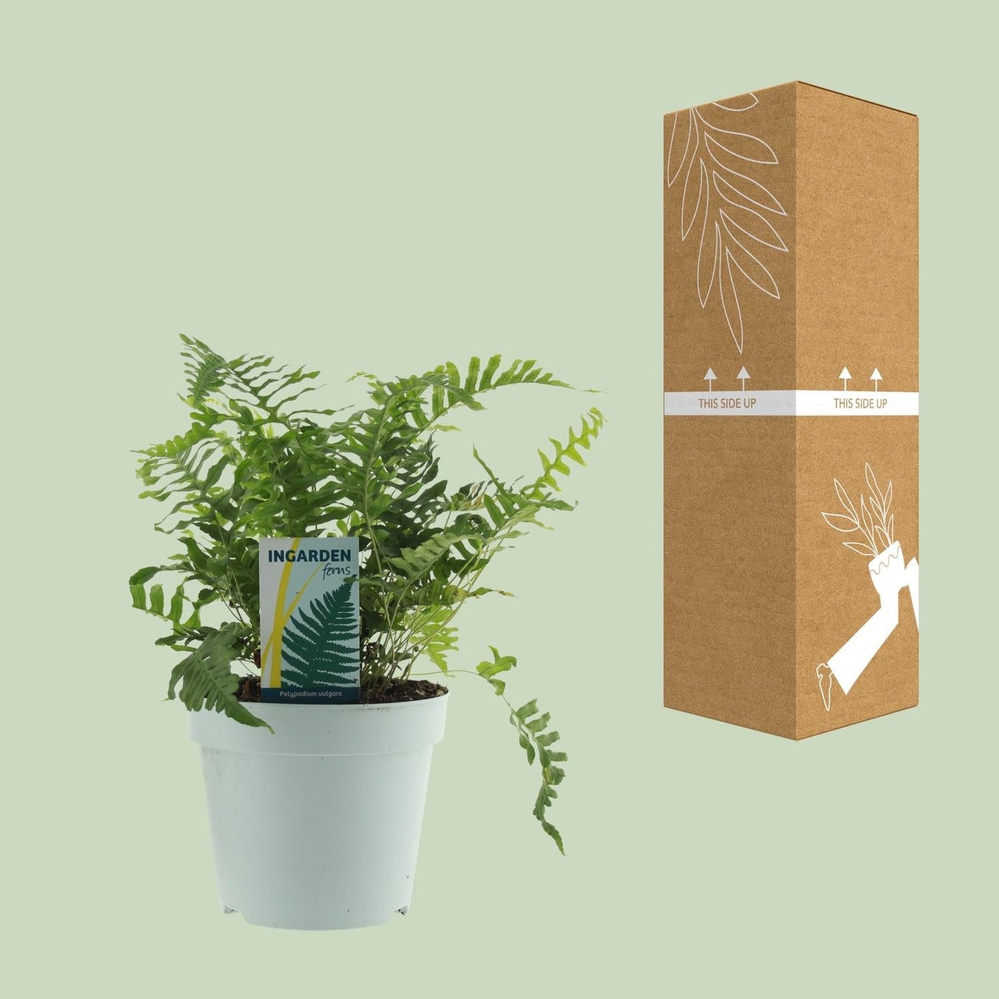 Tüpfelfarn - Polypodium Vulgare - Zimmerpflanze - Ø17cm - ↕40cm