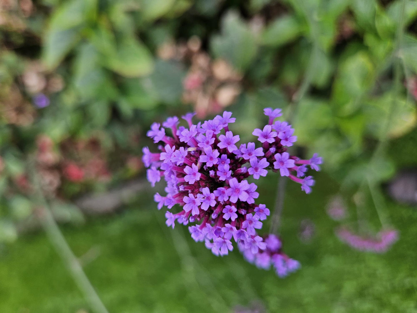 Hohes Eisenkraut Verbena bonariensis 'Lollipop' – ↕10-25cm – Ø9cm – 40 Pflanzen – Kompakt – Pflegeleicht – Bienenfreundlich – Blühend