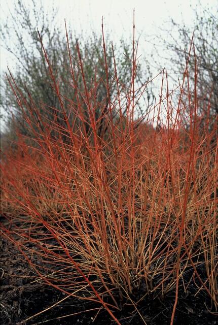 Cornus sanguinea 'Midwinter Fire' – 24 Pflanzen – ↕10-25cm – Ø9cm – Strauch mit leuchtend orange-roten Winterzweigen – Winterhart & pflegeleicht