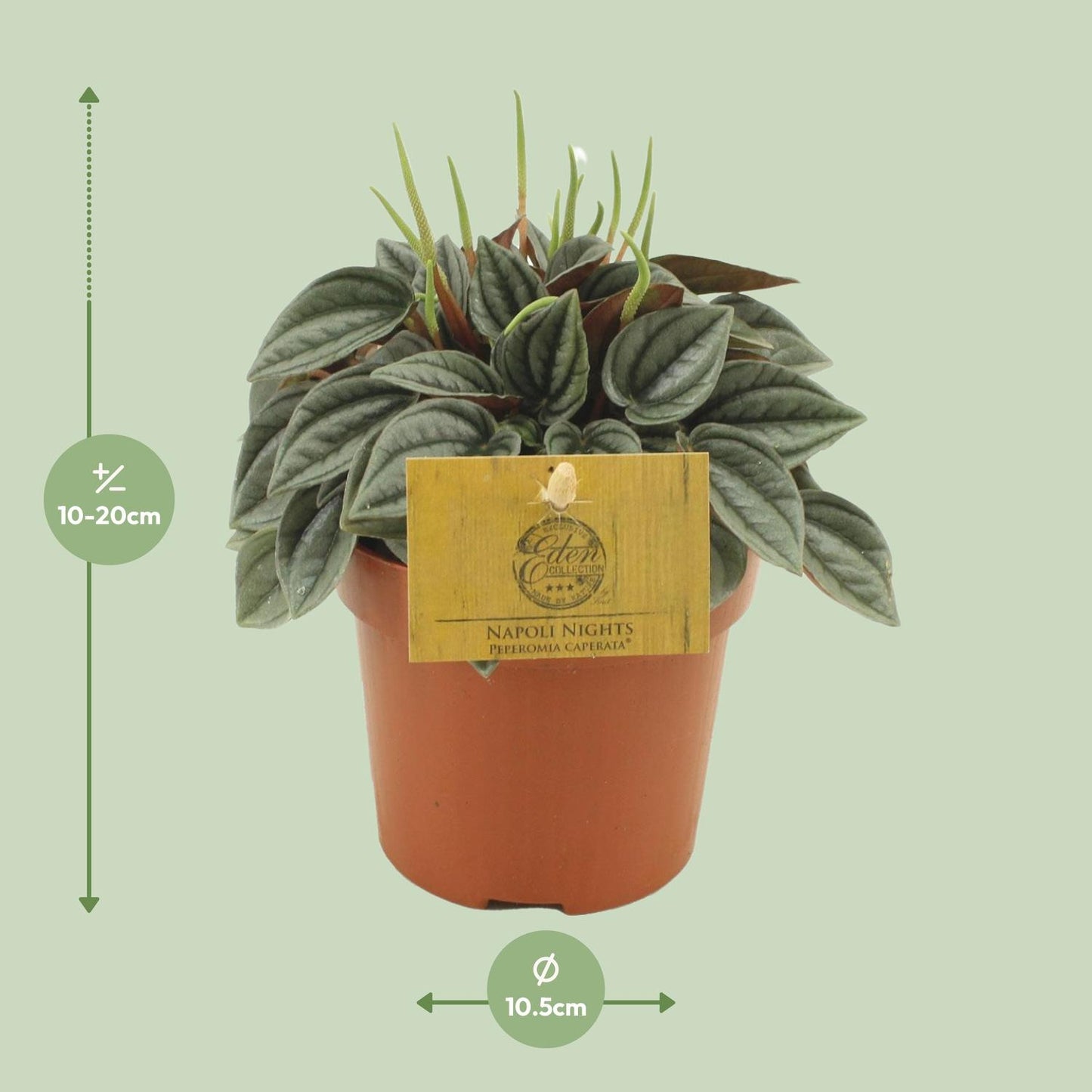 Sukkulente - Peperomia Napoli Nights - Zimmerpflanze - Ø10,5cm - ↕15cm