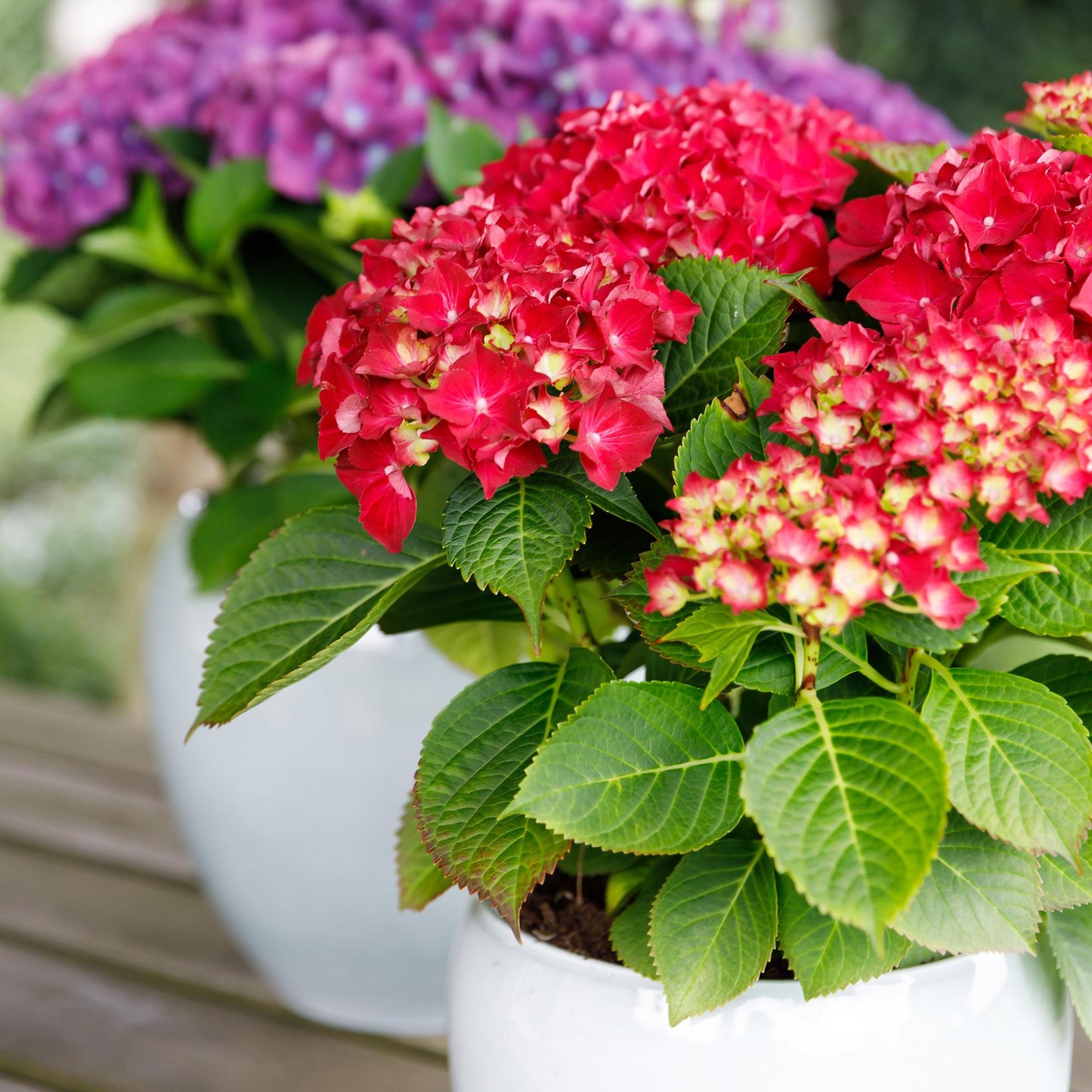 Hortensie Forever & Ever – Hydrangea macrophylla – Rot – Balkonpflanze – 7–12 Blüten – Im 23 cm Topf – Ca. 55 cm hoch – Für Terrasse, Balkon & Beet – Langanhaltende Blüte – Pflegeleicht