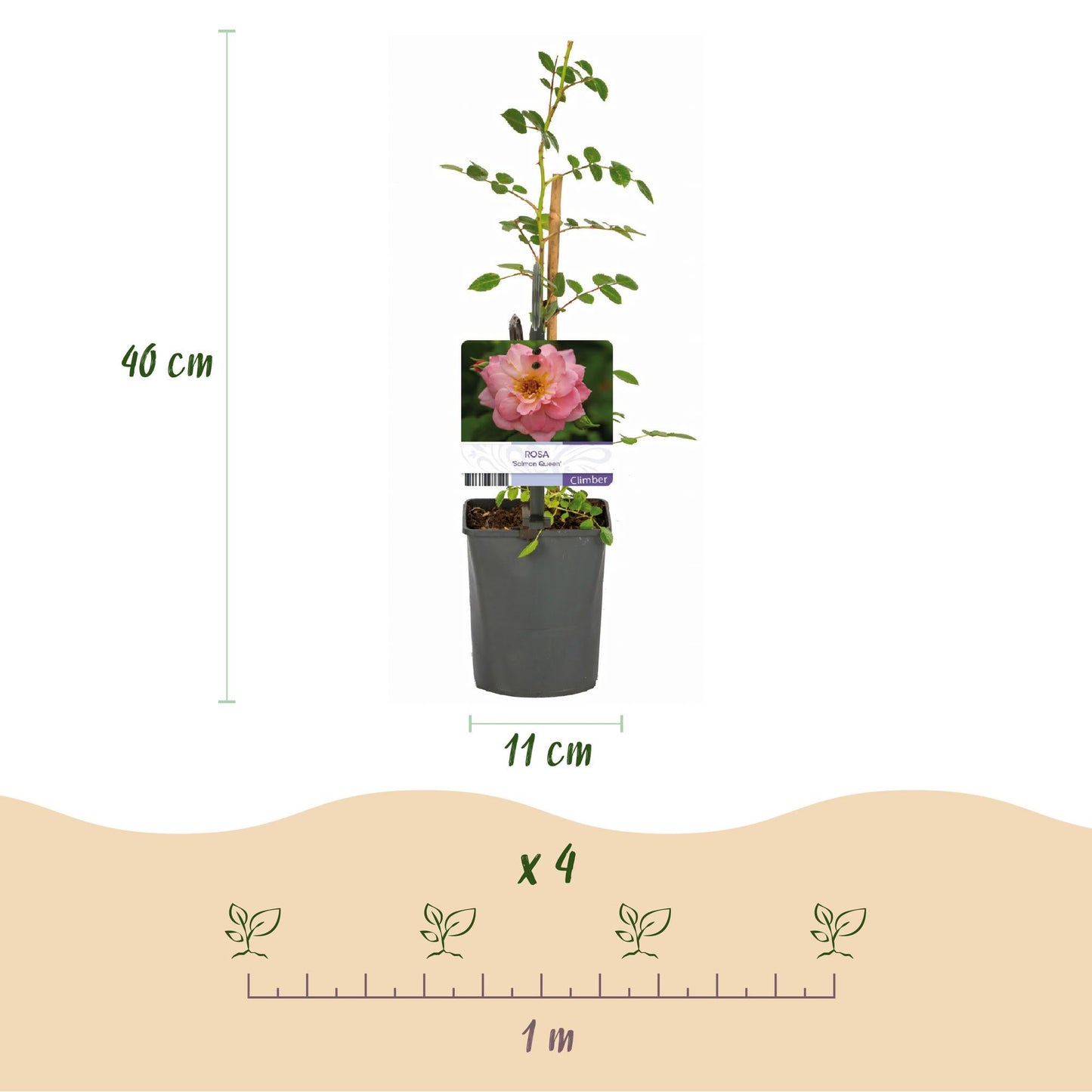 Kletterrose – Rosa Salmon Queen – Lachsrosa Blüten – 2 Pflanzen – 11cm – Höhe 40cm – Duftend & pflegeleicht – Blüte Juni bis Oktober