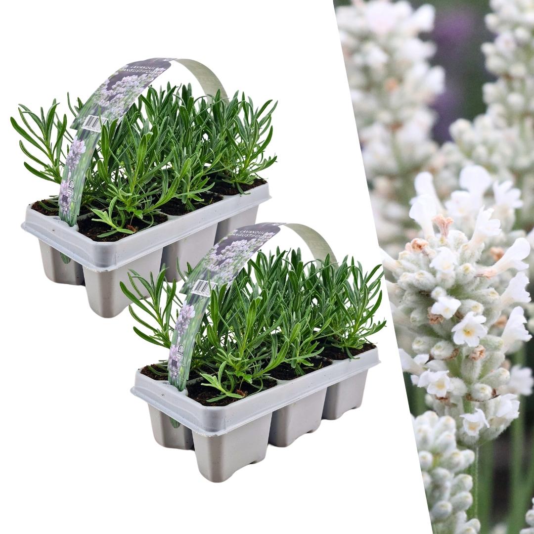 Echter Lavendel - Lavendel angustifolia White - Ø7 cm - ↕15 cm - 12 Stück