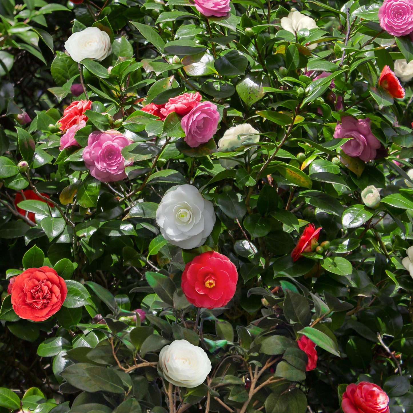 Kamelie - Camellia japonica Tricolour - Strauch - Blüte Rosa, Weiß und Rot - Immergrün - Topf 15cm Höhe 30cm