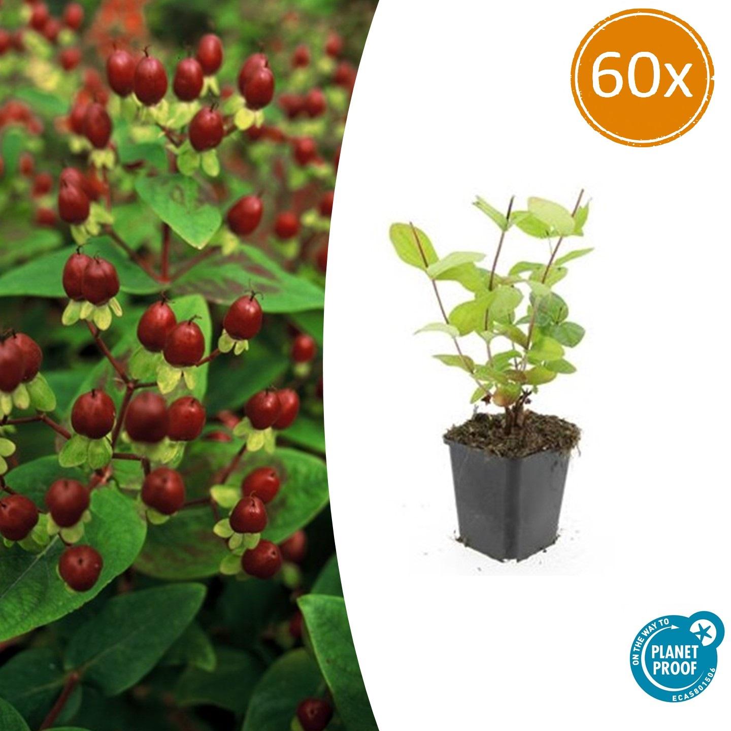 Johanniskraut Hypericum inodorum 'Beauty' – ↕10-25cm – Ø9cm – 60 Pflanzen – Winterharter Strauch mit goldgelben Blüten