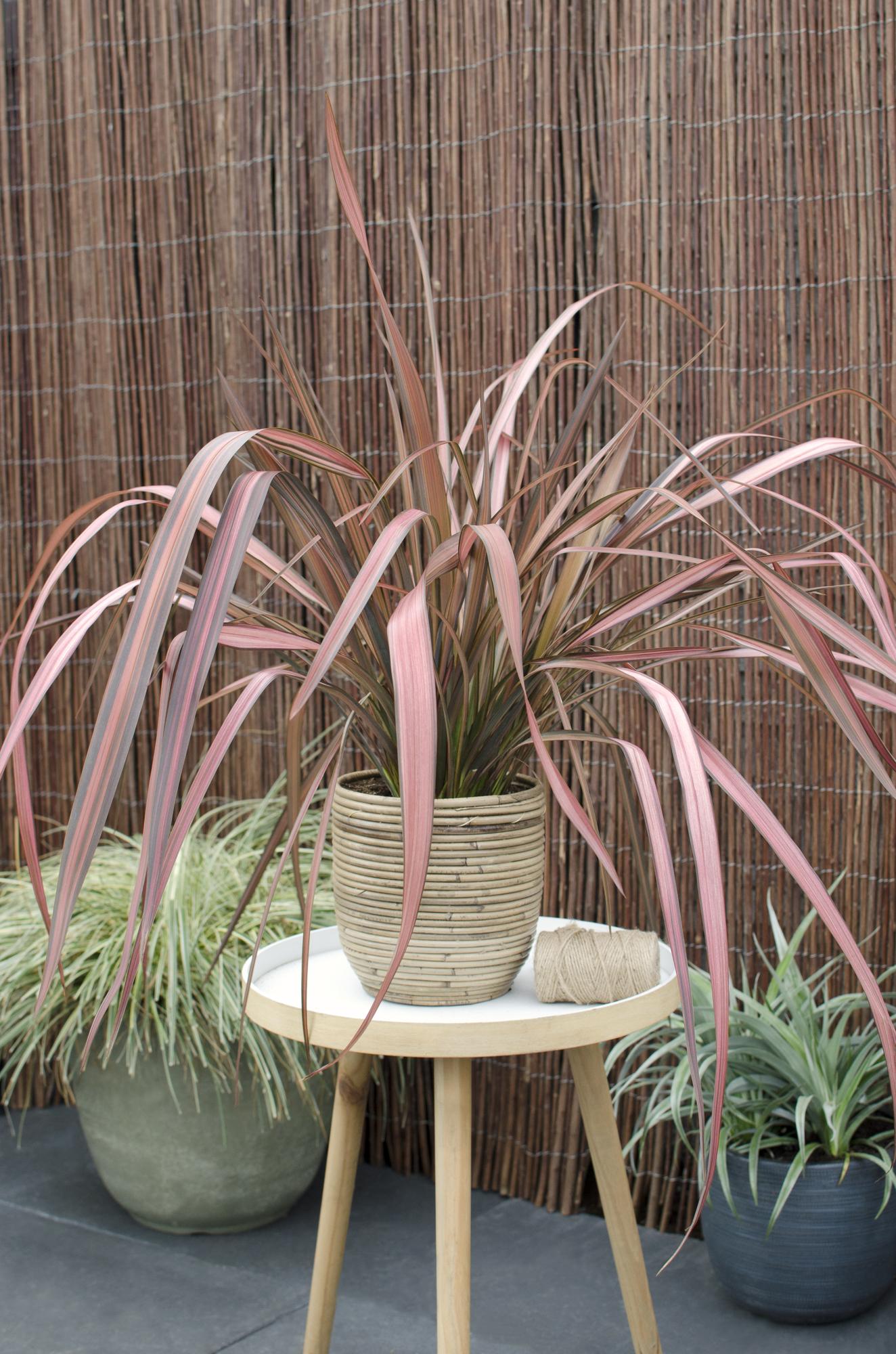 Neuseeländer Flachs - Phormium 'Pink Flamingo' - Ø14cm ↕50cm - Immergrüne Zierpflanze mit rosa Schwertblättern - Winterhart & pflegeleicht