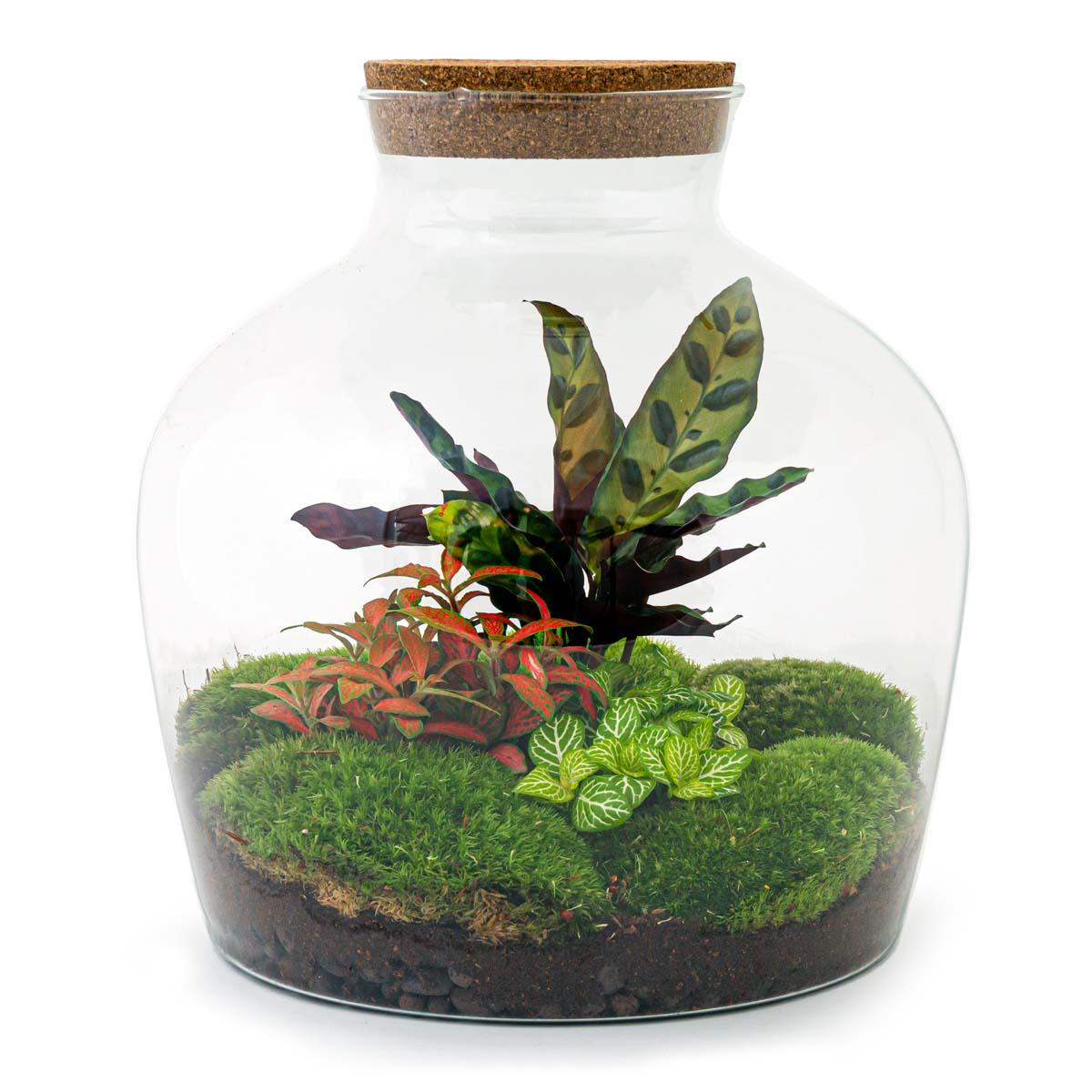 Flaschengarten - DIY Bausatz - Terrarium - Fat Joe Rot - ↕30cm