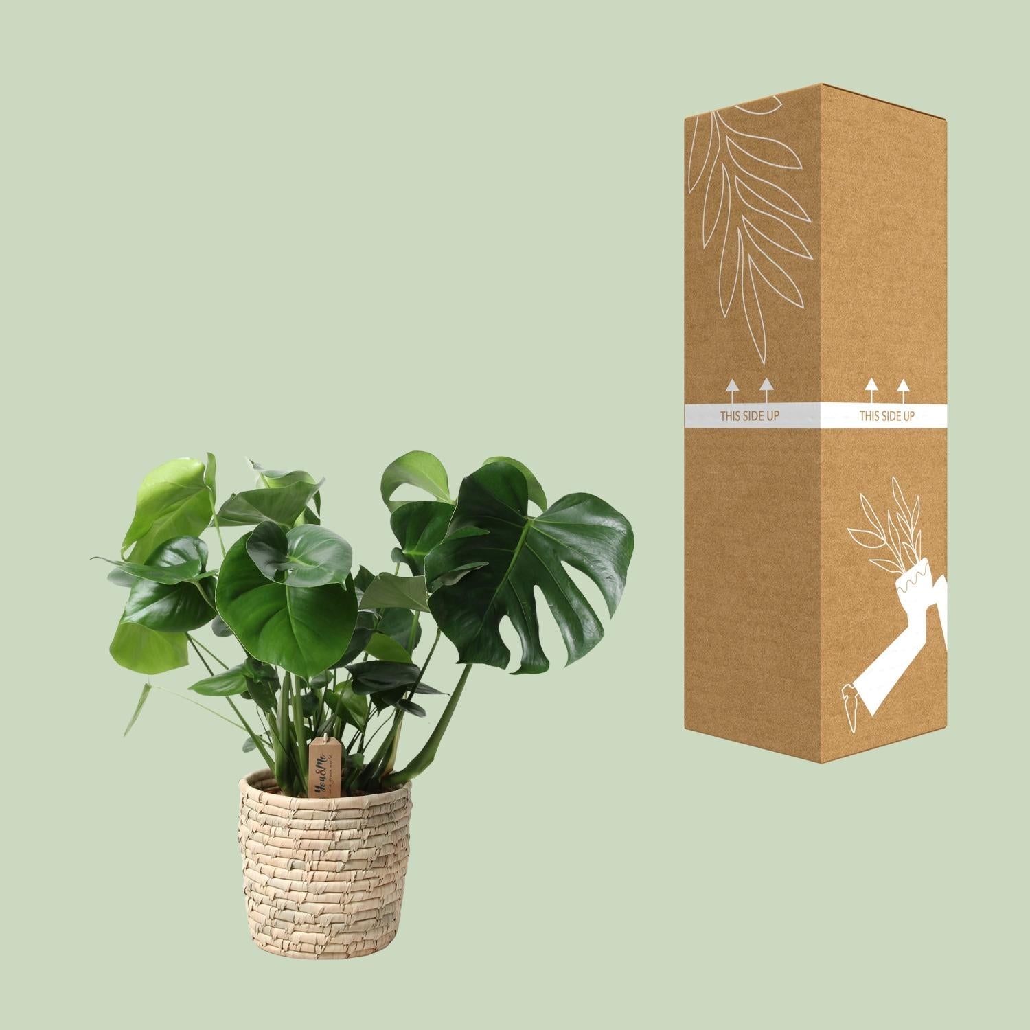 Monstera Deliciosa im Palmleaf Korb – Zimmerpflanze ca. 60cm – Ø21cm – Schweizer Käsepflanze mit durchbrochenem Laub – Tropischer Look & luftreinigend