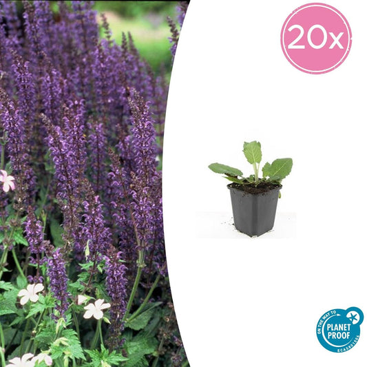 Blüten-Salbei Salvia nemorosa 'Mainacht' – ↕10-25cm – Ø9cm – 20 Pflanzen – Bienenfreundlich – Blau blühend – Sommerblüher – Sonniger Standort