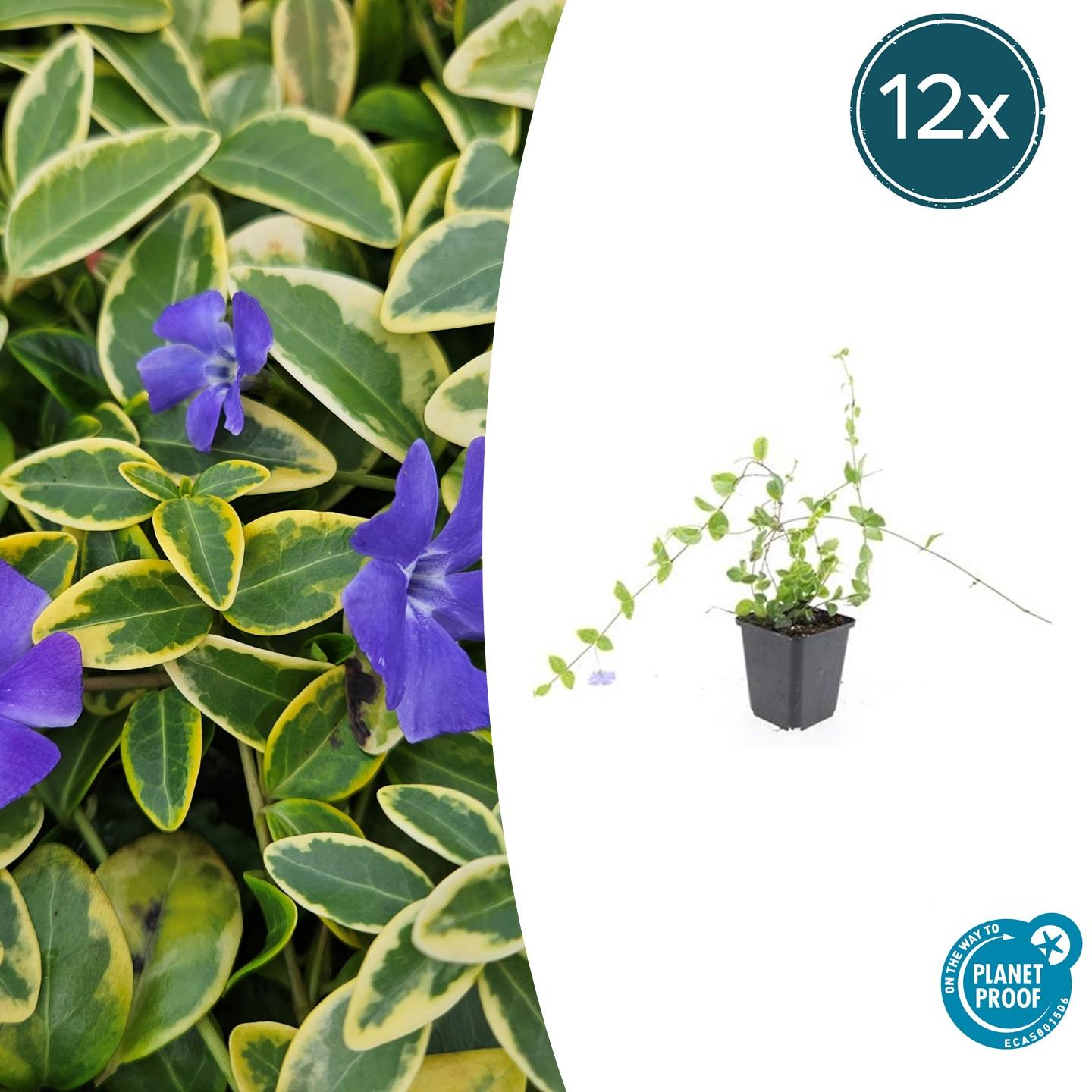 Kleinblättriges Immergrün Vinca minor 'Blue and Gold' – ↕10-25cm – Ø9cm – 12 Pflanzen – Goldgelbe Blätter & Blau-Lila Blüten – Immergrüner Bodendecker – Schattentauglich & pflegeleicht
