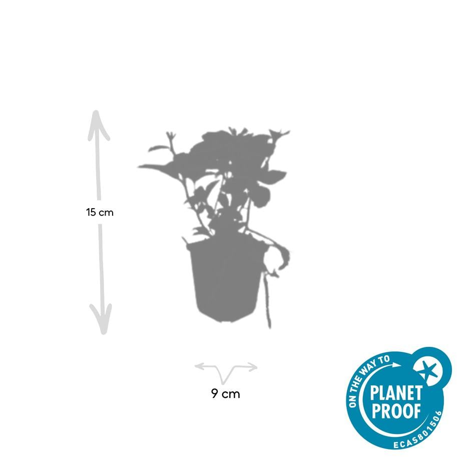 Pachysandra terminalis – 24 Pflanzen – ↕10-25cm – Ø9cm – Immergrün – Bodendecker – Schatten – Pflegeleicht – Japanischer Ysander