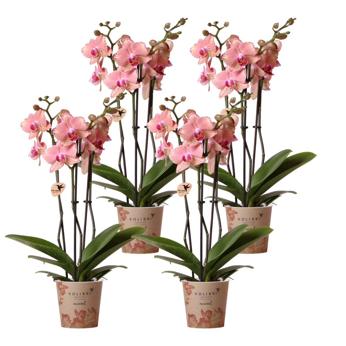 Phalaenopsis-Orchidee Pirate Picotee – 4 Orchideen – Blühende Zimmerpflanze Ø12cm – Exotisch orange-rosa mit Farbverlauf – Frisch vom Züchter