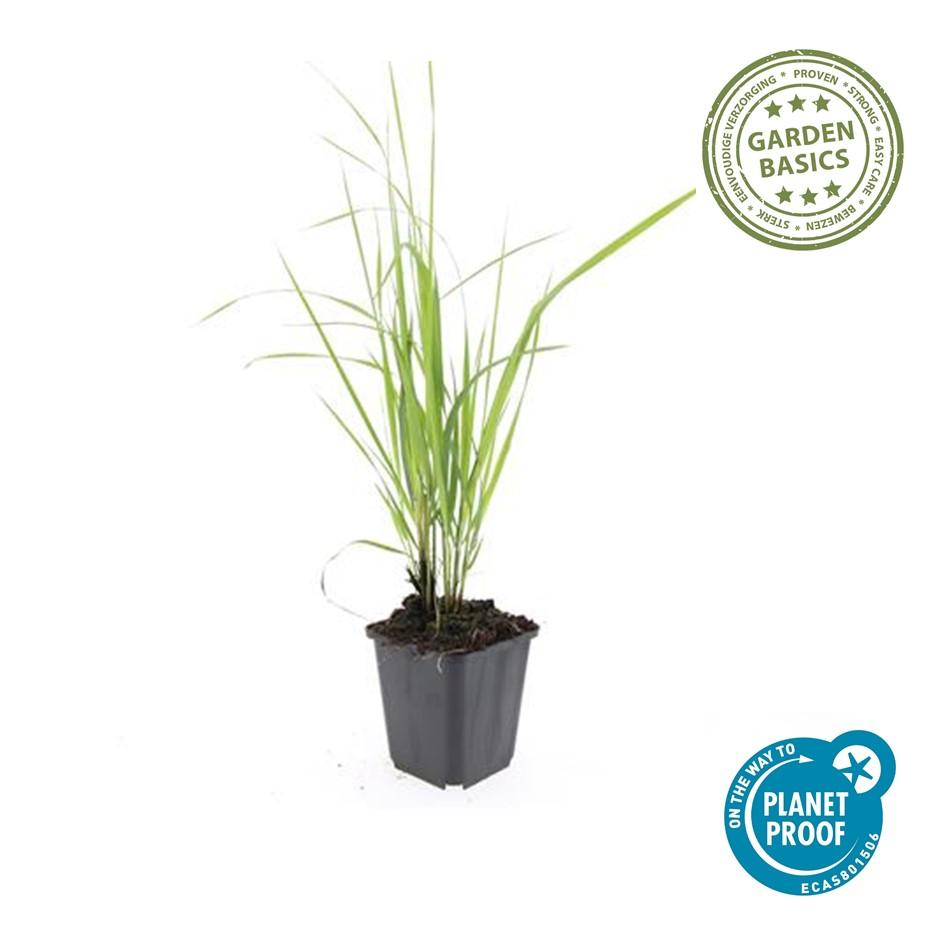 Calamagrostis acutiflora ‘Karl Foerster’ – 48 Pflanzen – ↕10-25cm – Ø9cm – Winterhartes Ziergras – Aufrechter Wuchs – Pflegeleicht – Für Beete & Rabatten