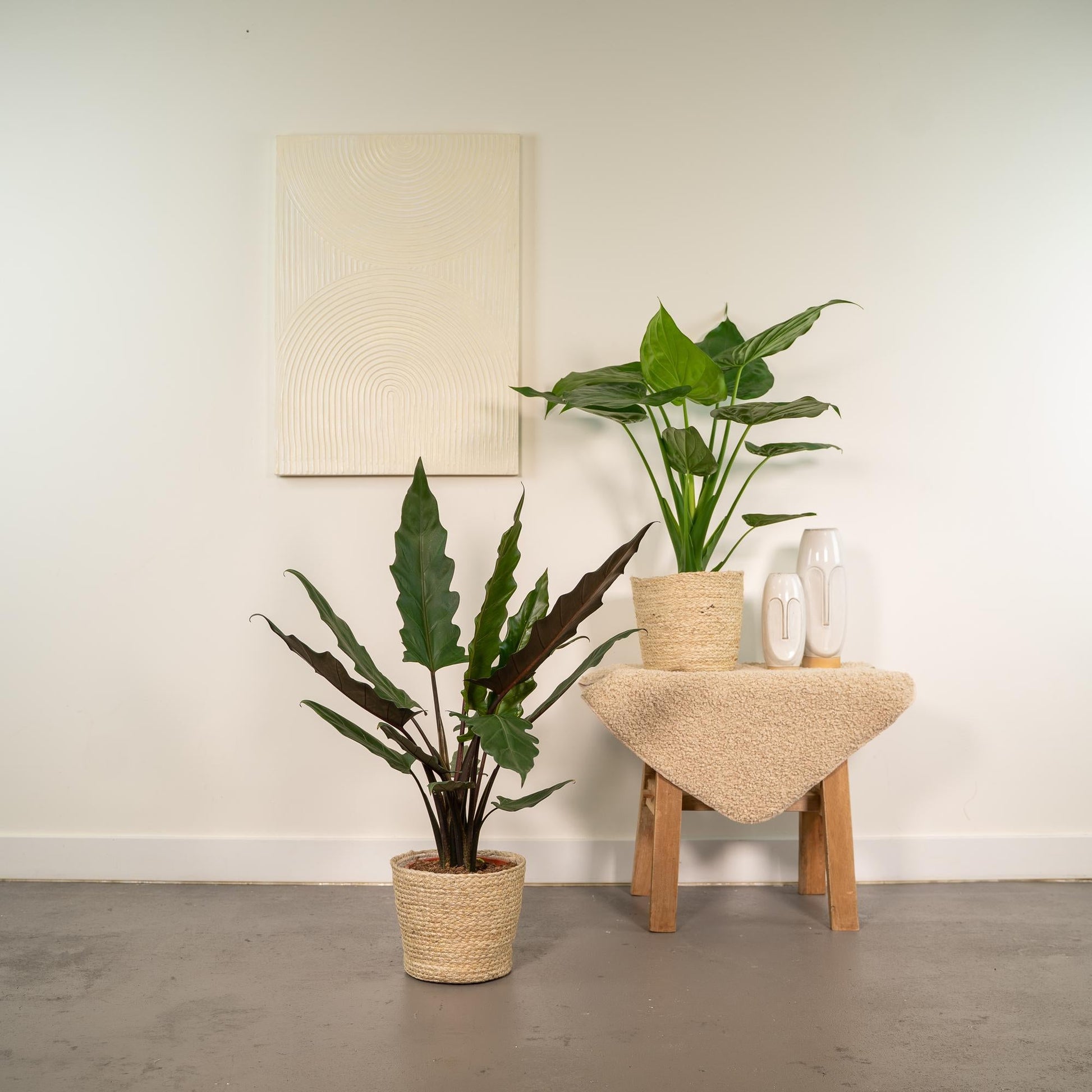 Pfeilblatt - Alocasia Cucullata - Ø19cm - ↕60cm + Alocasia Lauterbachiana - Ø19cm - ↕75cm + Korb Selin