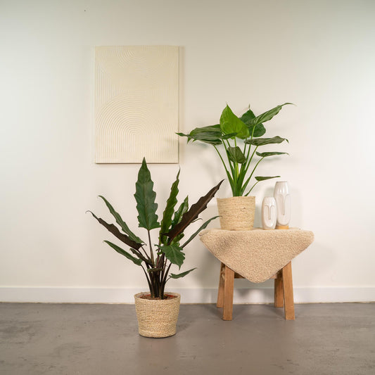 Pfeilblatt - Alocasia Cucullata - Ø19cm - ↕60cm + Alocasia Lauterbachiana - Ø19cm - ↕75cm + Korb Selin