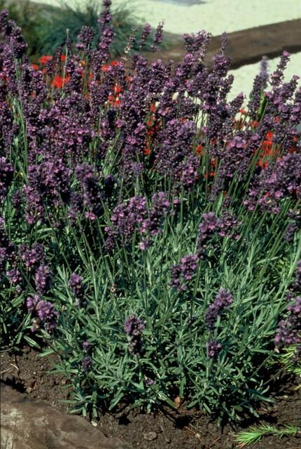 Lavendel Lavandula angustifolia 'Munstead' – ↕10-25cm – Ø9cm – 12 Pflanzen – Mediterraner Duft, Tiefviolette Blüten, Bienenfreundlich, Winterhart, Pflegeleicht