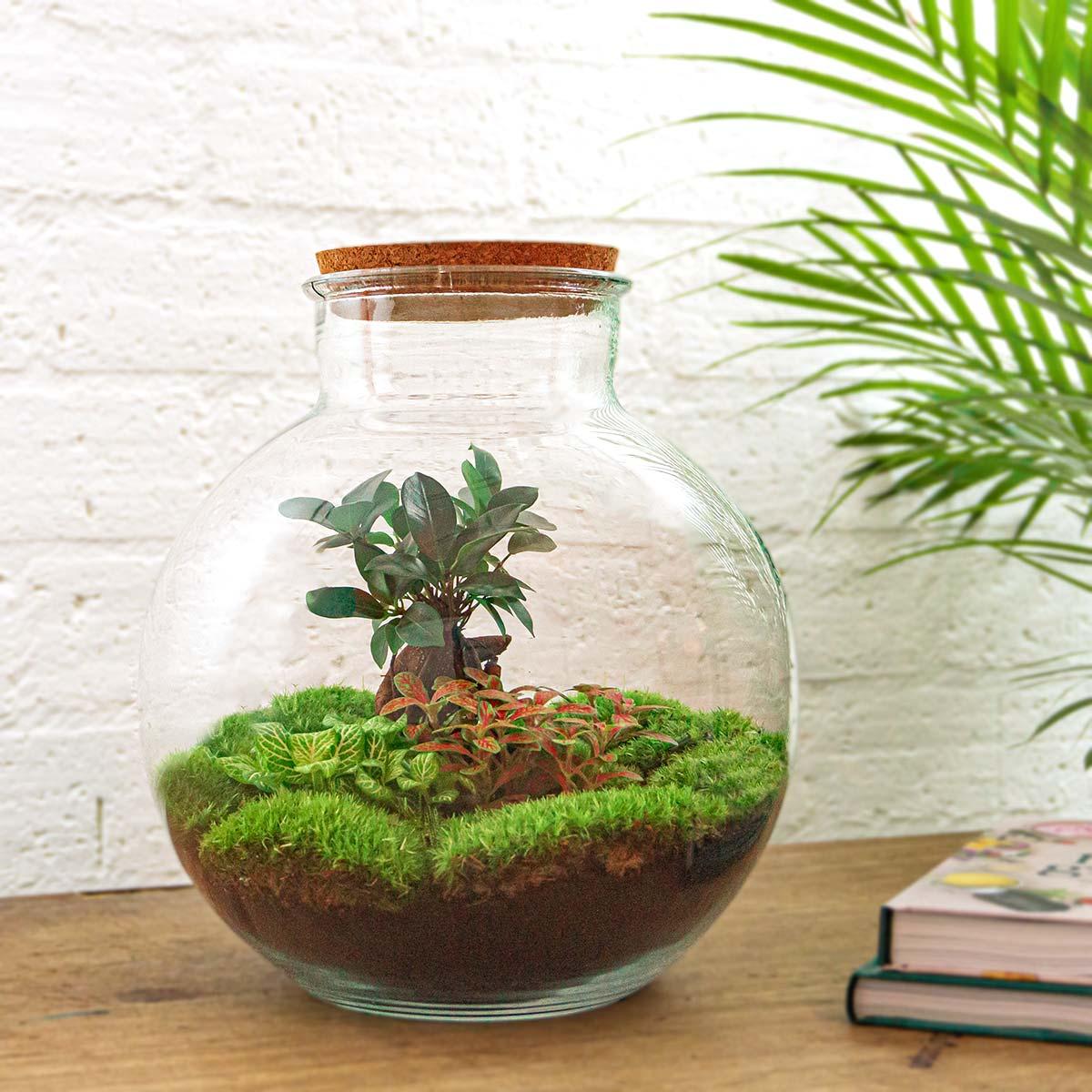 Flaschengarten - DIY Bausatz - Terrarium - Bolder Bob Bonsai - ↕30cm