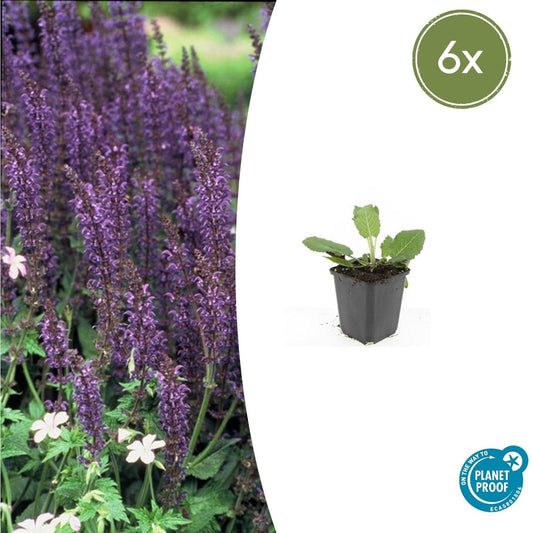 Blüten-Salbei Salvia nem. 'Mainacht' – ↕10-25cm – Ø9cm – 6 Pflanzen – Bienenfreundlich – Blau blühend – Sonniger Standort – Pflegeleicht