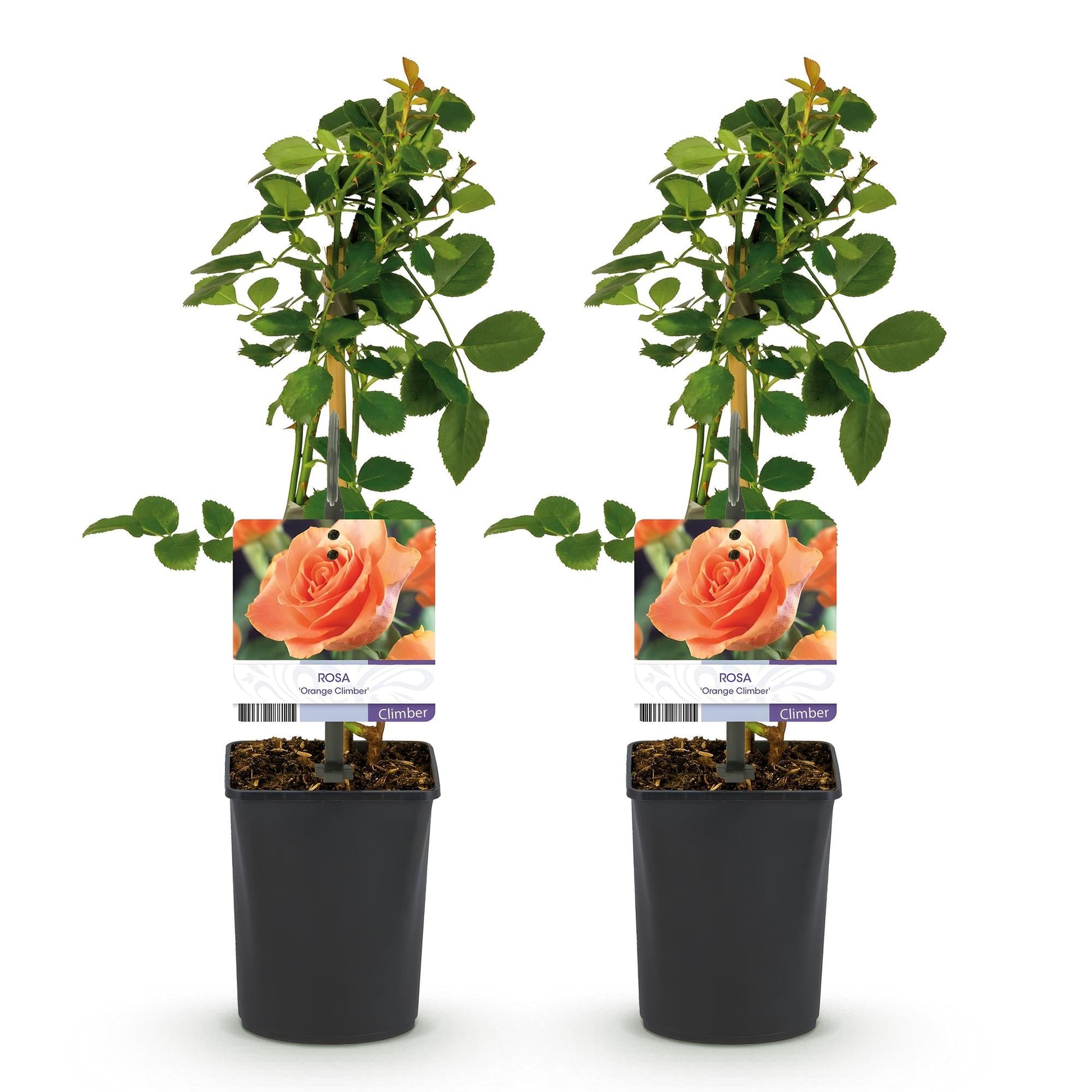 Kletterrose – Rosa Orange Climber – Orange Blüten – 2 Pflanzen – 11cm – Höhe 40cm – Wenig Pflege – Blüte im Sommer