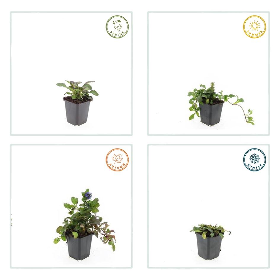 Großblättriger Günsel – Ajuga reptans 'Catlin's Giant' – ↕10-25cm – Ø9cm – 60 Pflanzen – winterharter Bodendecker