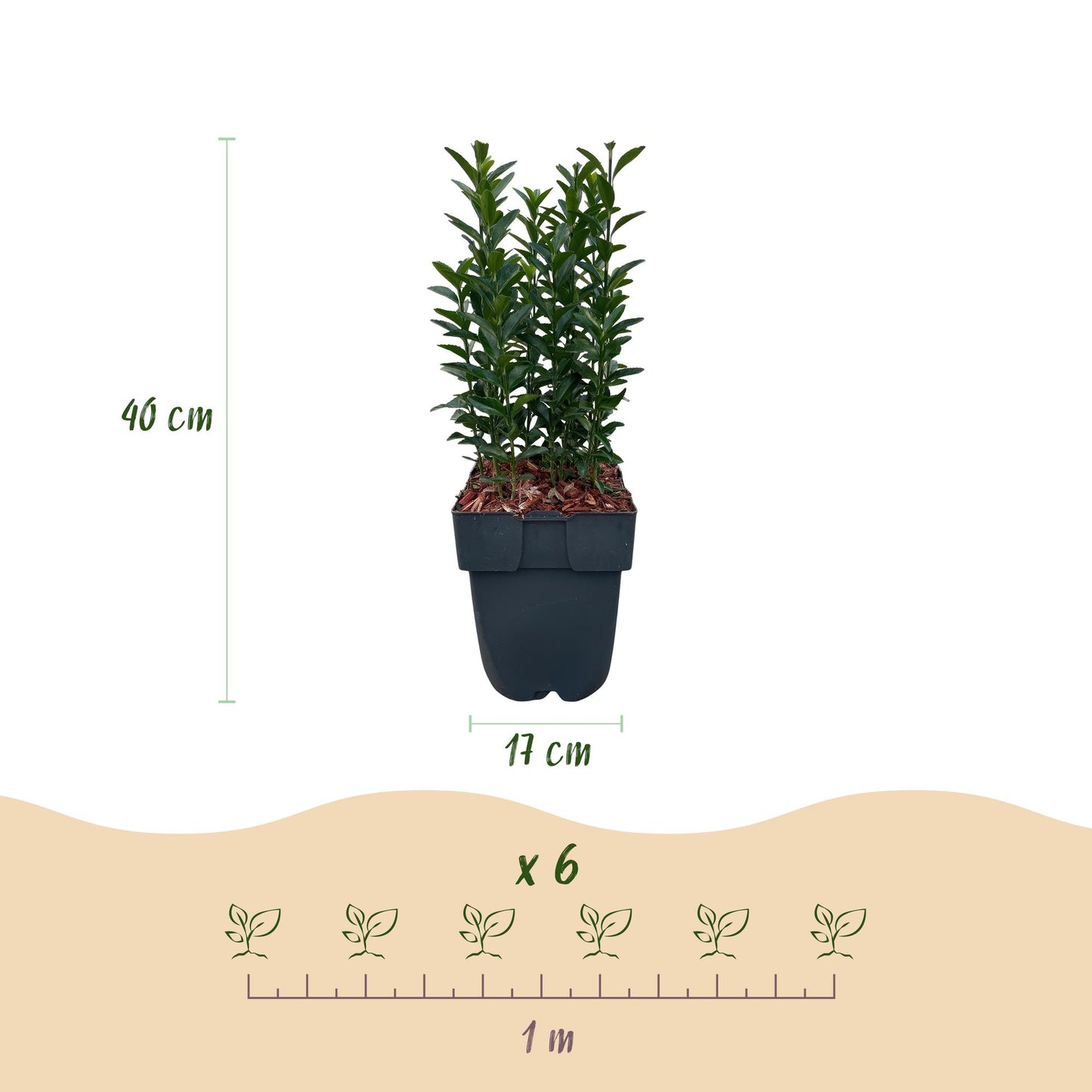 Japanischer Spindelstrauch - Euonymus japonicus Green Spire - Heckenpflanze - Blatt Grün - 6 Pflanzen - 1 Meter - immergrün - Topf 17cm Höhe 40cm