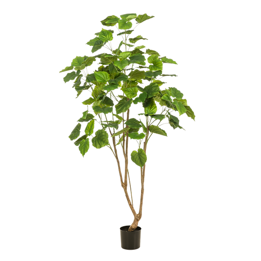 Kunstpflanze - Ficus Umbellata - Afrikanische Feige - 180cm