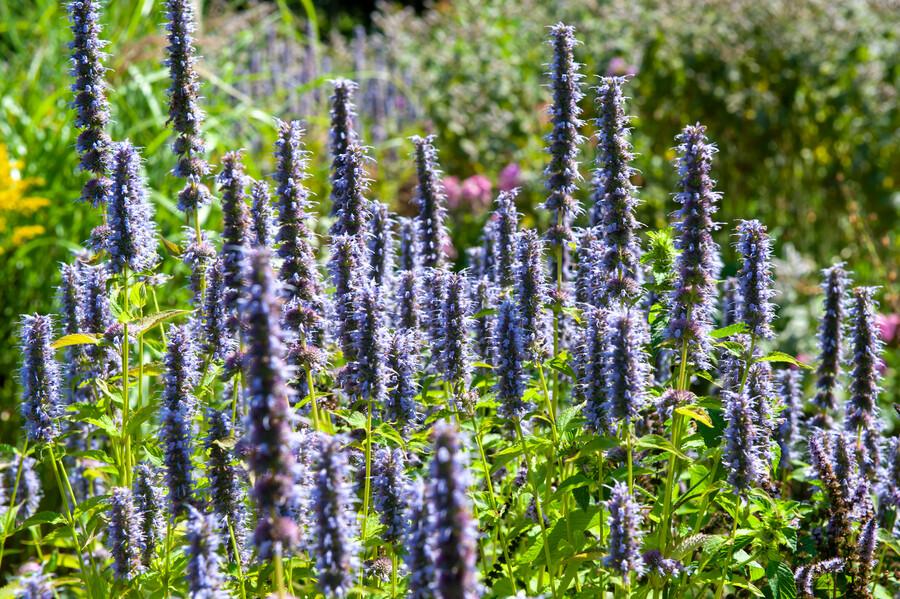 Asiatische Duftnessel – Agastache 'Black Adder' – 60 Pflanzen – Dunkelviolette Blüten & aromatisches Laub – Bienenfreundlich, winterhart & pflegeleicht – Höhe 10-25cm