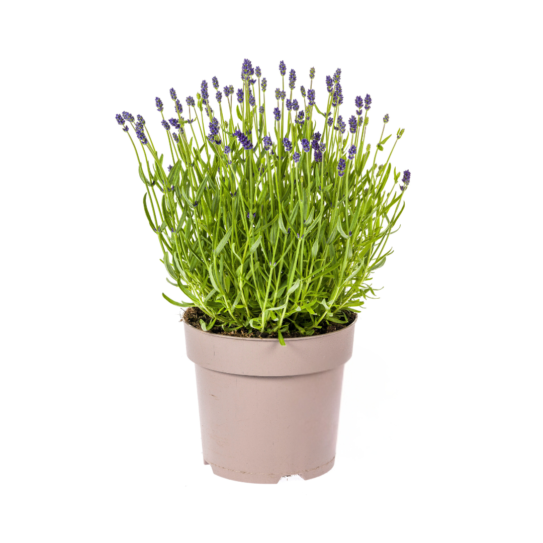 Echter Lavendel Lavandula angustifolia – Ø19cm – Höhe 40–50cm – Duftende Garten- und Balkonpflanze – Bienenfreundlich & Pflegeleicht
