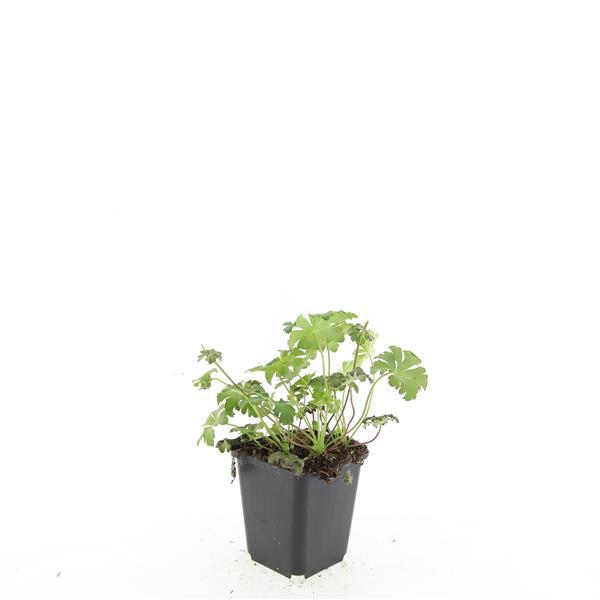 Geranium sanguineum 'Album' – 24 Pflanzen– ↕10-25cm – Ø9cm – Weiße Blüten – Winterharte Staude – Bodendecker – Pflegeleicht – Sonne & Halbschatten