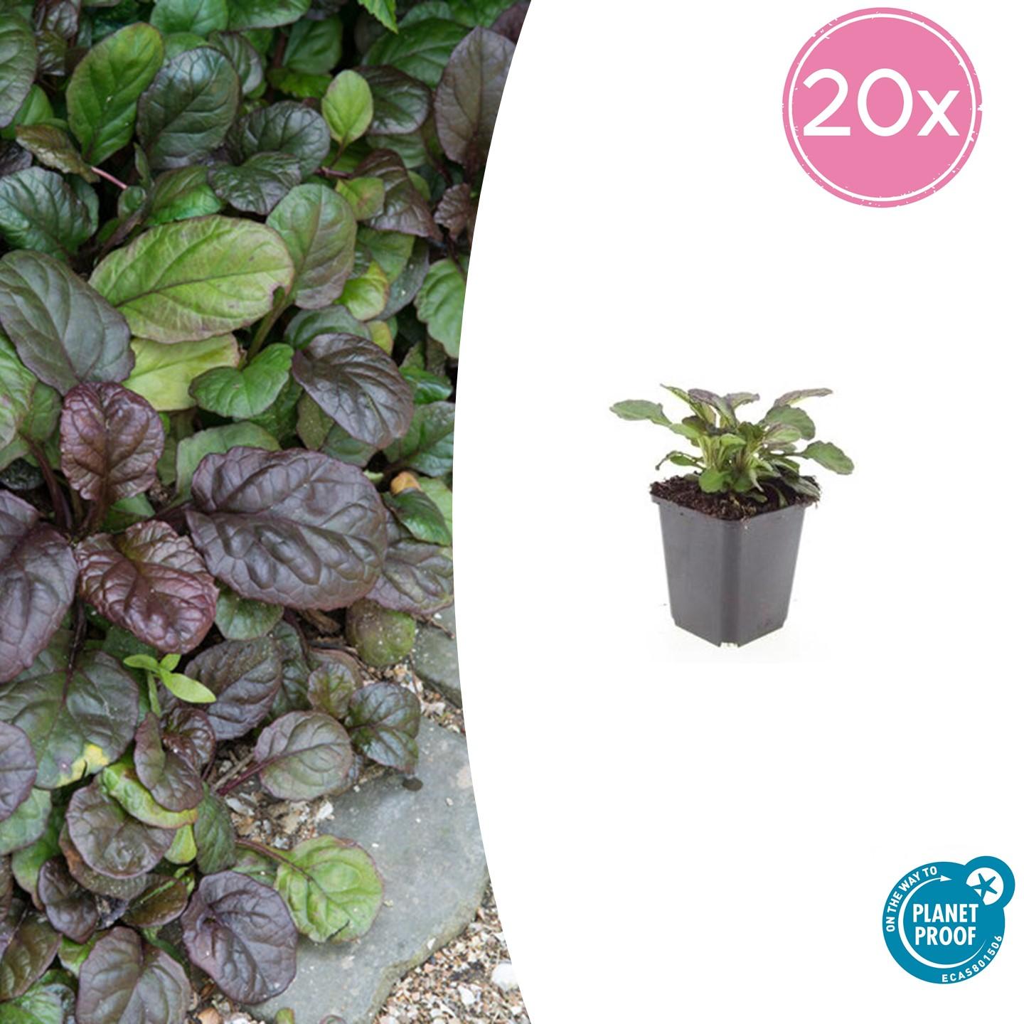 Großblättriger Günsel – Ajuga reptans 'Catlin's Giant' – ↕10-25cm – Ø9cm – 20 Pflanzen – winterharter Bodendecker