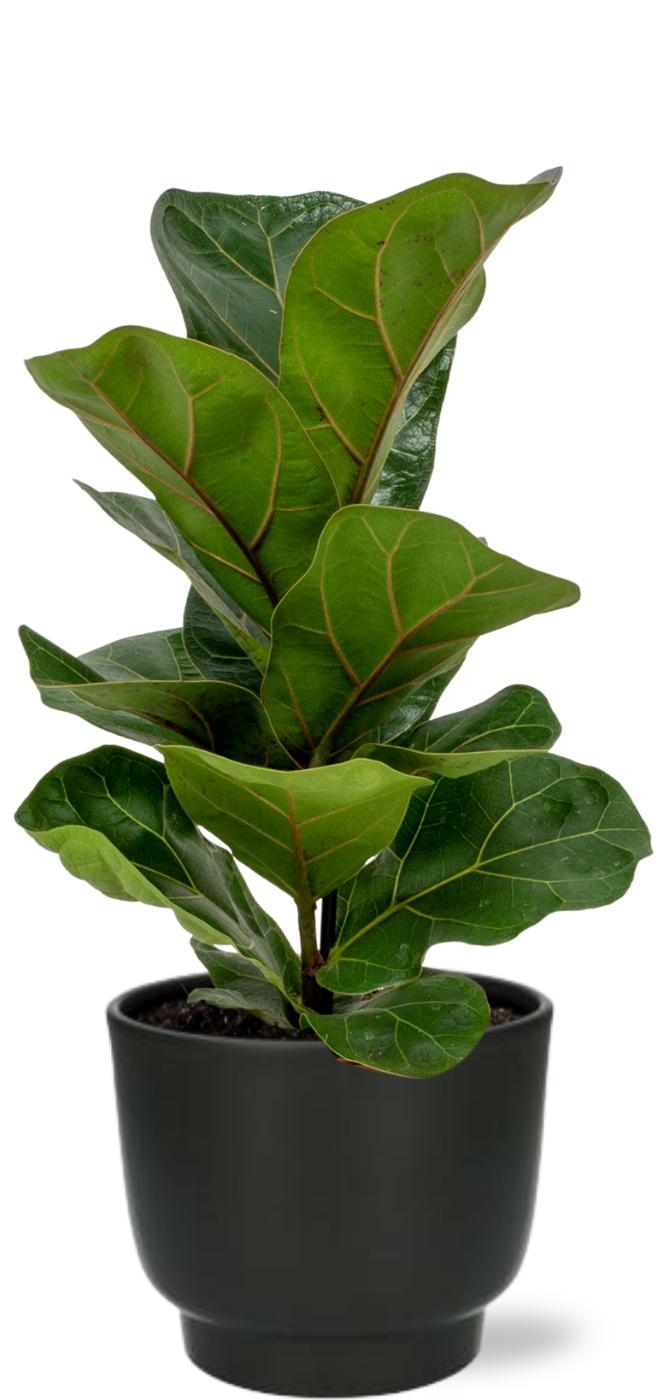 Geigen-Feige Ficus Lyrata – Zimmerpflanze – Ø12 cm – Höhe 30 cm – Topf Potenza D13x11 cm Schwarz – Indoorpflanze