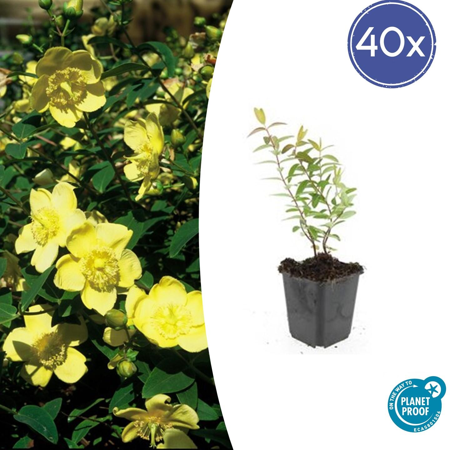 Großblumiges Johanniskraut – Hypericum 'Hidcote' – Ø9cm – ↕10-25 cm – 40 Pflanzen – immergrüner Strauch, gelbe Blüten, bienenfreundlich